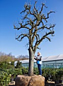CROCUS NURSERY  SURREY: RACHEL GARROD  ARNE MAYNARDS ASSISTANT - STANDS BESIDE AN ANCIENT PEAR TREE FOR ARNE MAYNARD CHELSEA 2012 GARDEN