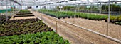 CROCUS NURSERY  SURREY: PLANTS GROWING IN POLYTUNNEL