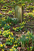 LITTLE PONTON HALL  LINCOLNSHIRE: SHEETS OF ACONITES GROWING IN WOODLAND BESIDE THE DOG GRAVES