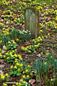 LITTLE PONTON HALL  LINCOLNSHIRE: SHEETS OF ACONITES GROWING IN WOODLAND BESIDE THE DOG GRAVES