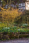 DIAL PARK  WORCESTERSHIRE: ACONITES  SNOWDROPS  HELLEBORES AND HAMAMELIS ARNOLD PROMISE IN RAISED BORDER