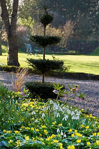 DIAL_PARK__WORCESTERSHIRE_TOPIARY_BESIDE_ACONITES__SNOWDROPS_AND_HELLEBORES_IN_RAISED_BED_BESIDE_THE