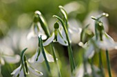 DIAL PARK  WORCESTERSHIRE: GALANTHUS SOUTH HAYES