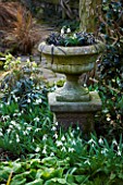 DIAL PARK  WORCESTERSHIRE: SNOWDROPS AND OPHIOPOGON PLANISCAPUS NIGRESCENS IN STONE URN
