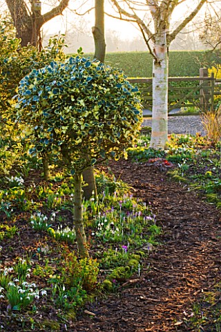 DIAL_PARK__WORCESTERSHIRE_CLIPPED_ILEX_HOLLY_BESIDE_PATH_WITH_SNOWDROPS_AND_CROCUS_AND_TRUNK_OF_BETU