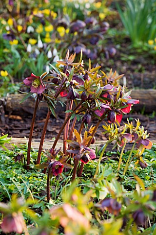 DIAL_PARK__WORCESTERSHIRE_HELLEBORES_IN_THE_WOODLAND