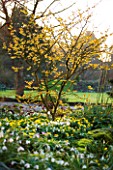 DIAL PARK  WORCESTERSHIRE: SNOWDROPS  ACONITES AND HAMAMELIS ARNOLD PROMISE