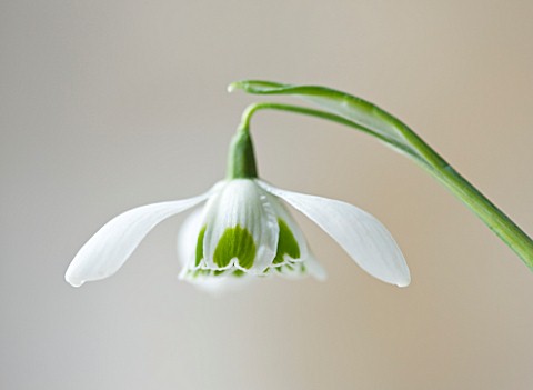 COTSWOLD_FARM__GLOUCESTERSHIRE_CLOSE_UP_OF_SNOWDROP__GALANTHUS_HIPPOLYTA