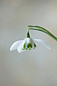 COTSWOLD FARM  GLOUCESTERSHIRE: CLOSE UP OF SNOWDROP - GALANTHUS HIPPOLYTA