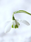 COTSWOLD FARM  GLOUCESTERSHIRE: CLOSE UP OF SNOWDROP - GALANTHUS HIPPOLYTA - IN SNOW