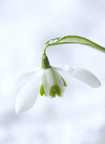 COTSWOLD_FARM__GLOUCESTERSHIRE_CLOSE_UP_OF_SNOWDROP__GALANTHUS_HIPPOLYTA__IN_SNOW