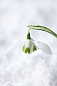 COTSWOLD FARM  GLOUCESTERSHIRE: CLOSE UP OF SNOWDROP - GALANTHUS HIPPOLYTA - IN SNOW