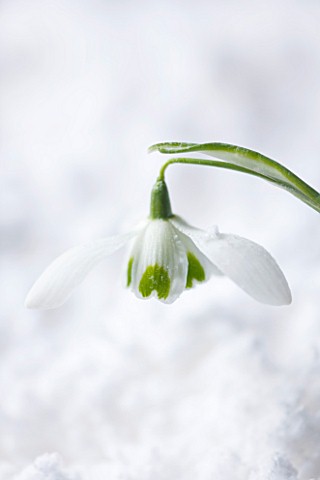 COTSWOLD_FARM__GLOUCESTERSHIRE_CLOSE_UP_OF_SNOWDROP__GALANTHUS_HIPPOLYTA__IN_SNOW