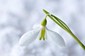 COTSWOLD FARM  GLOUCESTERSHIRE: CLOSE UP OF SNOWDROP - GALANTHUS PEG SHARPLES - IN SNOW
