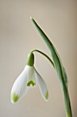 COTSWOLD FARM  GLOUCESTERSHIRE: CLOSE UP OF SNOWDROP - GALANTHUS WAREI