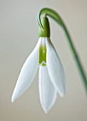 COTSWOLD FARM  GLOUCESTERSHIRE: CLOSE UP OF SNOWDROP - GALANTHUS ELWESII MARY BIDDULPH