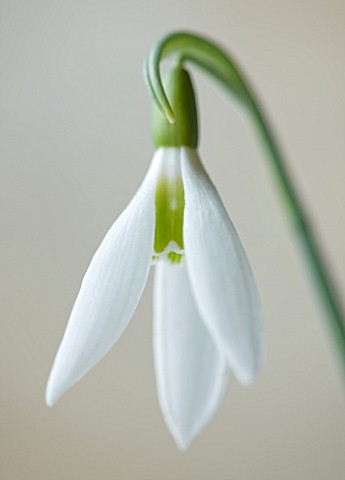 COTSWOLD_FARM__GLOUCESTERSHIRE_CLOSE_UP_OF_SNOWDROP__GALANTHUS_ELWESII_MARY_BIDDULPH