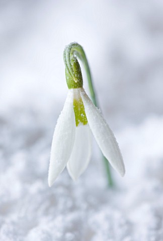 COTSWOLD_FARM__GLOUCESTERSHIRE_CLOSE_UP_OF_SNOWDROP__GALANTHUS_ELWESII_MARY_BIDDULPH__IN_SNOW