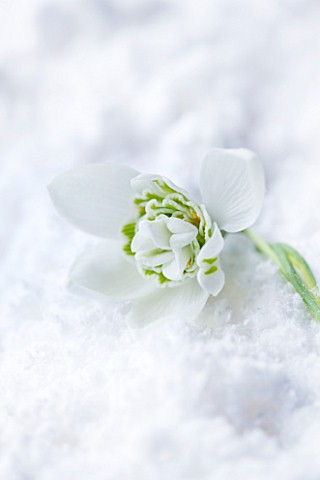 COTSWOLD_FARM__GLOUCESTERSHIRE_CLOSE_UP_OF_SNOWDROP__GALANTHUS_HILL_POE__IN_SNOW