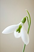 COTSWOLD FARM  GLOUCESTERSHIRE: CLOSE UP OF SNOWDROP - GALANTHUS ROBIN HOOD