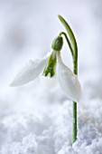 COTSWOLD FARM  GLOUCESTERSHIRE: CLOSE UP OF SNOWDROP - GALANTHUS ROBIN HOOD - IN SNOW