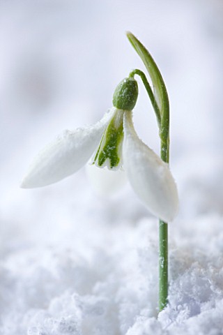 COTSWOLD_FARM__GLOUCESTERSHIRE_CLOSE_UP_OF_SNOWDROP__GALANTHUS_ROBIN_HOOD__IN_SNOW