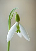 COTSWOLD FARM  GLOUCESTERSHIRE: CLOSE UP OF SNOWDROP - GALANTHUS DAVID SHACKLETON