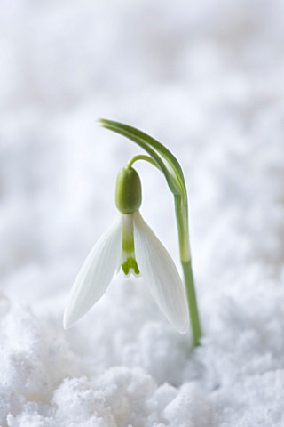 COTSWOLD_FARM__GLOUCESTERSHIRE_CLOSE_UP_OF_SNOWDROP__GALANTHUS_DAVID_SHACKLETON__IN_SNOW