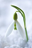 COTSWOLD FARM  GLOUCESTERSHIRE: CLOSE UP OF SNOWDROP - GALANTHUS DAVID SHACKLETON - IN SNOW