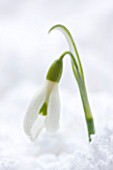 COTSWOLD FARM  GLOUCESTERSHIRE: CLOSE UP OF SNOWDROP - GALANTHUS CAUCASICUS - IN SNOW