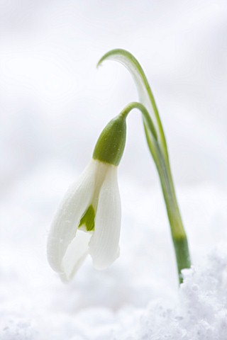 COTSWOLD_FARM__GLOUCESTERSHIRE_CLOSE_UP_OF_SNOWDROP__GALANTHUS_CAUCASICUS__IN_SNOW