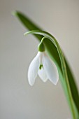 COTSWOLD FARM  GLOUCESTERSHIRE: CLOSE UP OF SNOWDROP - GALANTHUS WORONOWII