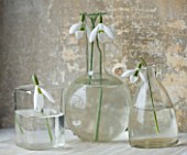 COTSWOLD FARM  GLOUCESTERSHIRE: SNOWDROPS IN GLASS JARS - LEFT TO RIGHT - GALANTHUS MARY BIDDULPH  GALANTHUS GALATEA AND GALANTHUS ROBIN HOOD