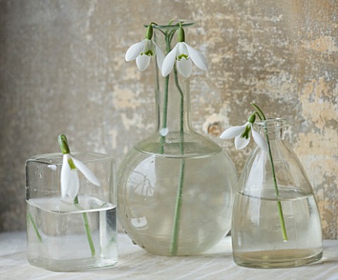 COTSWOLD_FARM__GLOUCESTERSHIRE_SNOWDROPS_IN_GLASS_JARS__LEFT_TO_RIGHT__GALANTHUS_MARY_BIDDULPH__GALA