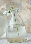 COTSWOLD FARM  GLOUCESTERSHIRE: SNOWDROPS IN GLASS JAR -  GALANTHUS ROBIN HOOD