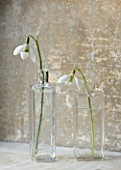 COTSWOLD FARM  GLOUCESTERSHIRE: SNOWDROPS IN GLASS JARS - LEFT TO RIGHT - GALANTHUS GALATEA AND GALANTHUS PEG SHARPLES