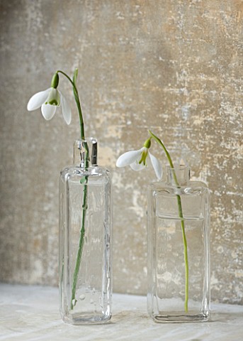 COTSWOLD_FARM__GLOUCESTERSHIRE_SNOWDROPS_IN_GLASS_JARS__LEFT_TO_RIGHT__GALANTHUS_GALATEA_AND_GALANTH