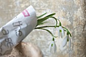 COTSWOLD FARM  GLOUCESTERSHIRE: SNOWDROPS - GALANTHUS - WRAPPED IN NEWSPAPER READY FOR SALE