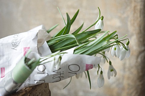 COTSWOLD_FARM__GLOUCESTERSHIRE_SNOWDROPS__GALANTHUS__WRAPPED_IN_NEWSPAPER_READY_FOR_SALE