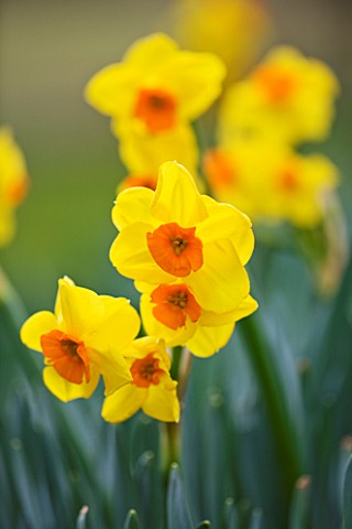 SCENTED_NARCISSI_DAFFODILS_FROM_SCILLY_ISLANDS_NARCISSUS_ROYAL_CONNECTION