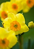 SCENTED NARCISSI (DAFFODILS) FROM SCILLY ISLANDS: NARCISSUS SCILLY VALENTINE