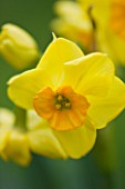 SCENTED NARCISSI (DAFFODILS) FROM SCILLY ISLANDS: NARCISSUS SCILLY VALENTINE