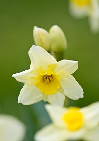 SCENTED_NARCISSI_DAFFODILS_FROM_SCILLY_ISLANDS_NARCISSUS_JAMMAGE
