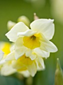 SCENTED NARCISSI (DAFFODILS) FROM SCILLY ISLANDS: NARCISSUS JAMMAGE