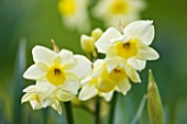 SCENTED NARCISSI (DAFFODILS) FROM SCILLY ISLANDS: NARCISSUS JAMMAGE
