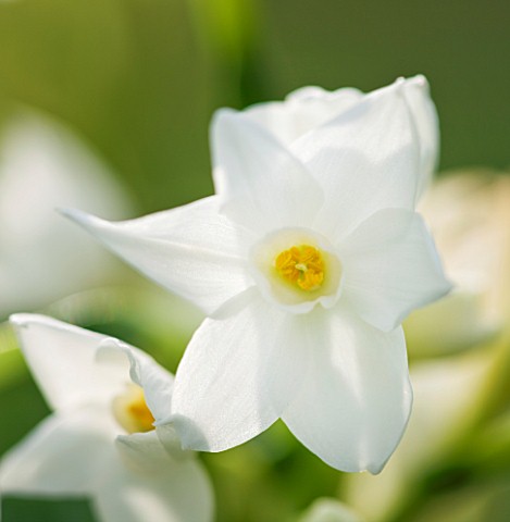 SCENTED_NARCISSI_DAFFODILS_FROM_SCILLY_ISLANDS_NARCISSUS_PAPERWHITE