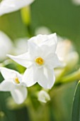 SCENTED NARCISSI (DAFFODILS) FROM SCILLY ISLANDS: NARCISSUS PAPERWHITE
