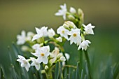 SCENTED NARCISSI (DAFFODILS) FROM SCILLY ISLANDS: NARCISSUS PAPERWHITE