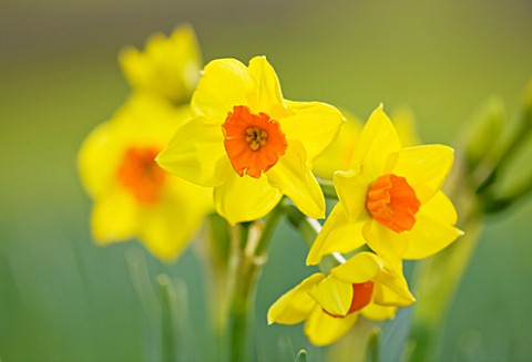 SCENTED_NARCISSI_DAFFODILS_FROM_SCILLY_ISLANDS_NARCISSUS_SCILLY_PRIDE
