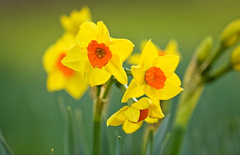 SCENTED_NARCISSI_DAFFODILS_FROM_SCILLY_ISLANDS_NARCISSUS_SCILLY_PRIDE